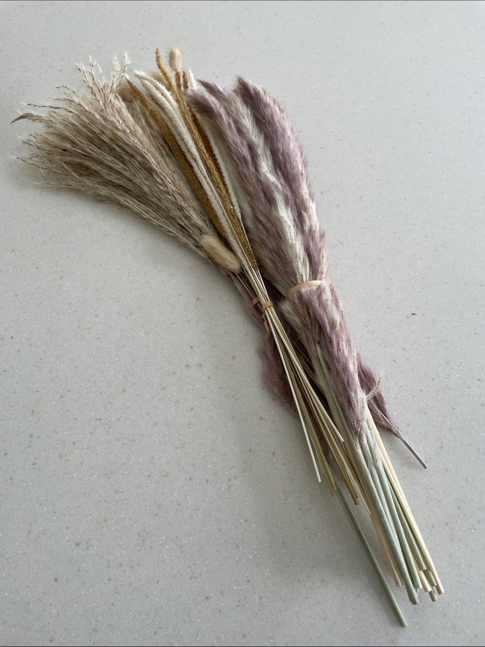 Pampas Grasses
